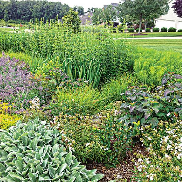 rain garden